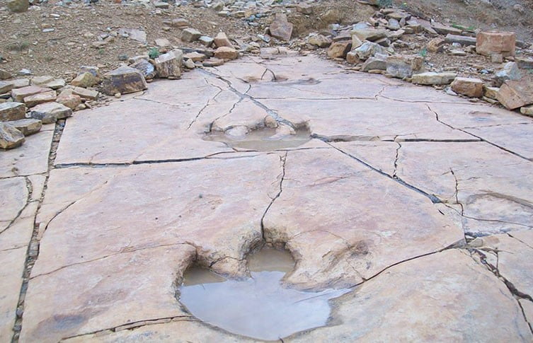 Dinosaur Footprints found In England