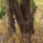 can-you-find-leopard-in-this-pic-news-in-hindi