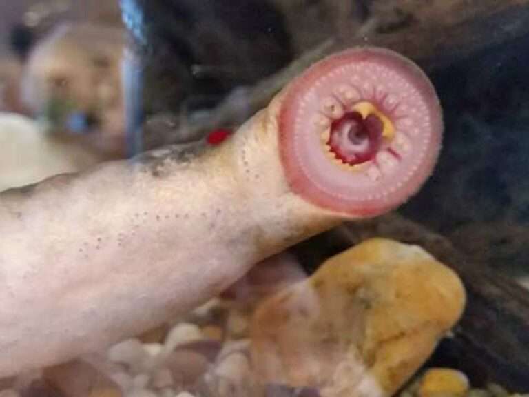 Are pacific lamprey dangerous to humans