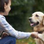 Summer Pet Care Tips and Habit Changes"
