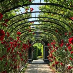 Timeless Beauty: Chandigarh's Rose Garden"Timeless Beauty: Chandigarh's Rose Garden" Timeless Beauty: Chandigarh's Rose Garden 