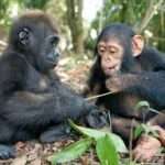 Gorillas and Chimpanzees Discuss Human Society