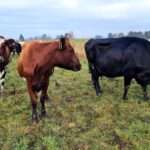 Texas Reports First Human Case of H5N1 Bird Flu Linked to Cattle