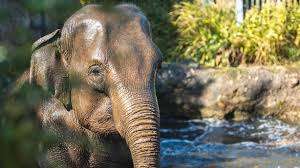 Dublin Zoo Faces Crisis as Third Elephant Tests Positive for Deadly Virus